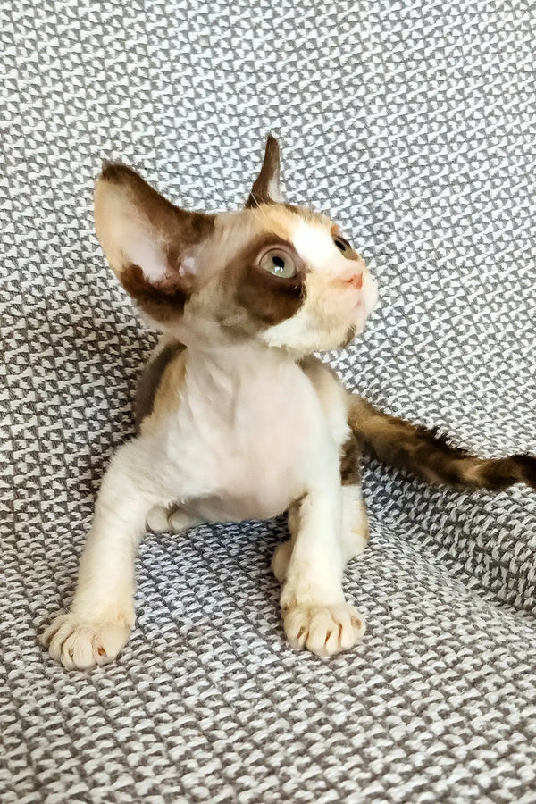 Tina | devon rex kitten