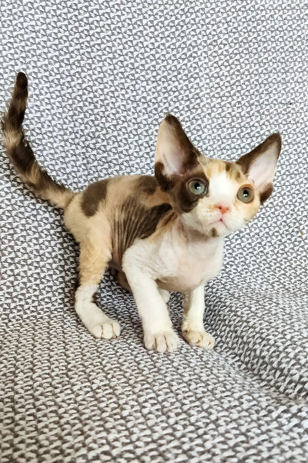 Tina | devon rex kitten