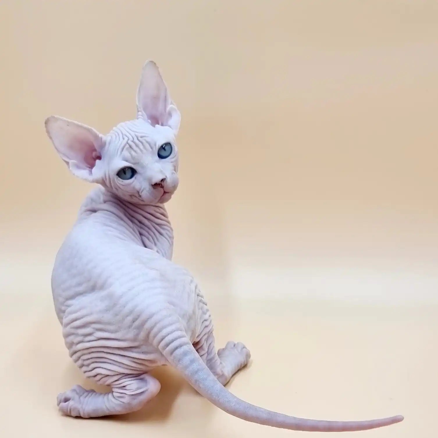 Sphynx Cats for Sale | Kittens For Tina | Kitten