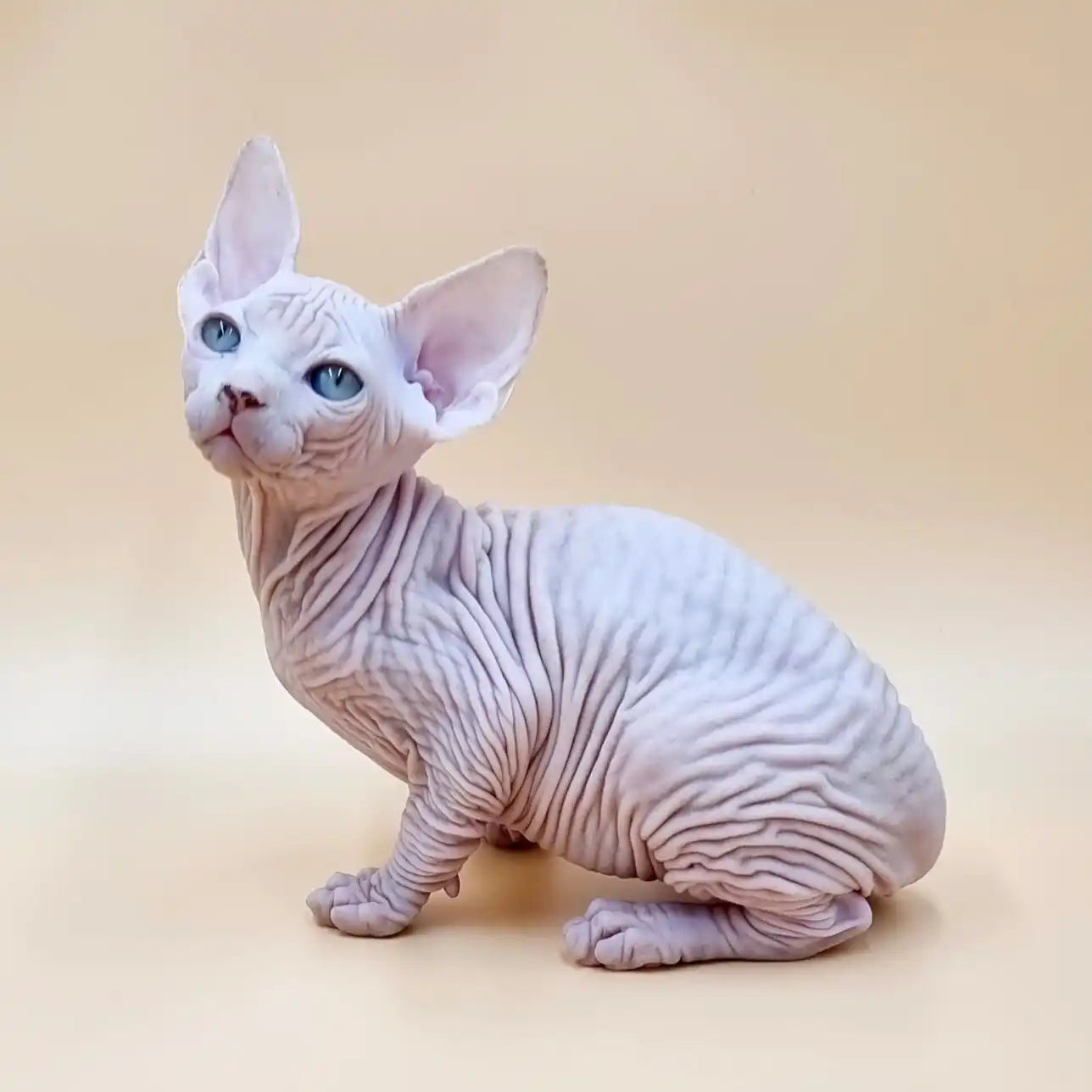 Sphynx Cats for Sale | Kittens For Tina | Kitten