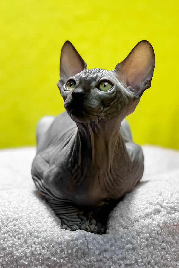 Titto | canadian sphynx kitten