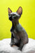 Titto | canadian sphynx kitten