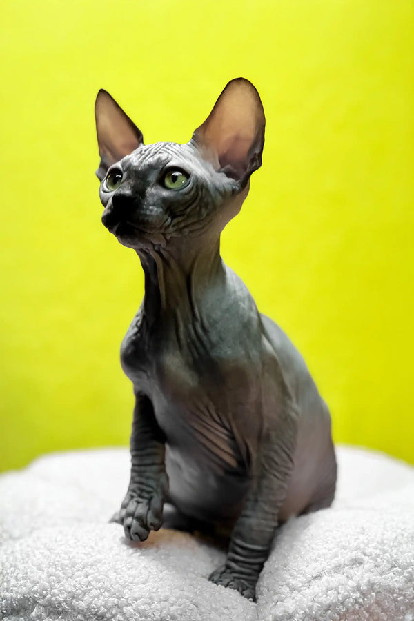 Titto | canadian sphynx kitten