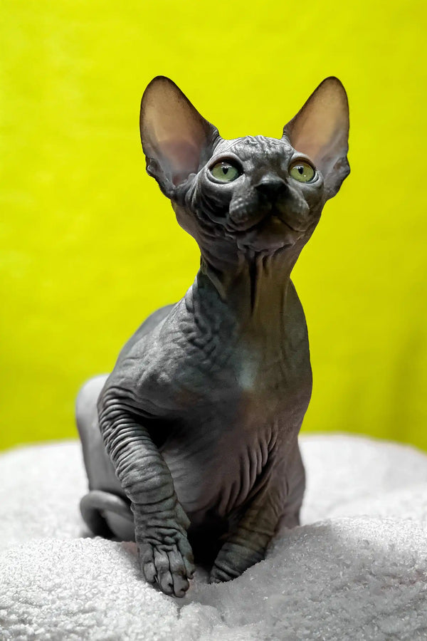 Titto | canadian sphynx kitten