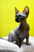 Titto | canadian sphynx kitten