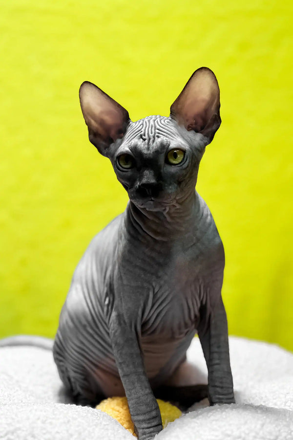 Titto | canadian sphynx kitten