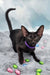 Tobian | oriental shorthair kitten