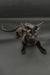 Tobian | oriental shorthair kitten