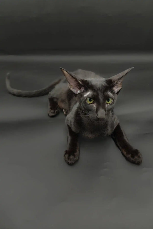 Tobian | oriental shorthair kitten