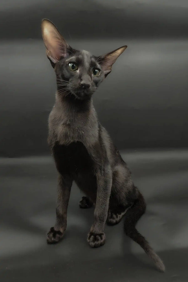 Tobian | oriental shorthair kitten