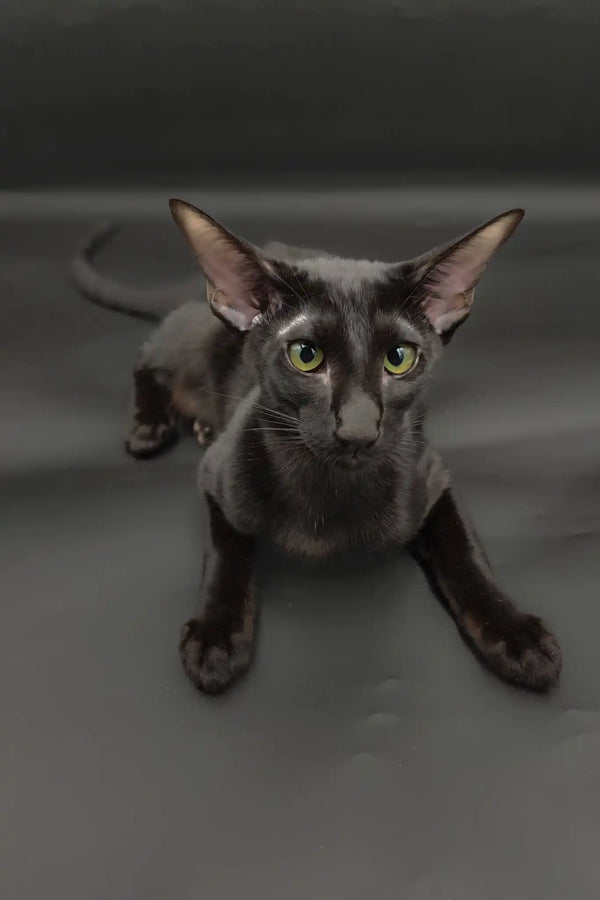 Tobian | oriental shorthair kitten