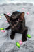 Tobian | oriental shorthair kitten