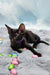 Tobian | oriental shorthair kitten