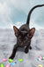 Tobian | oriental shorthair kitten