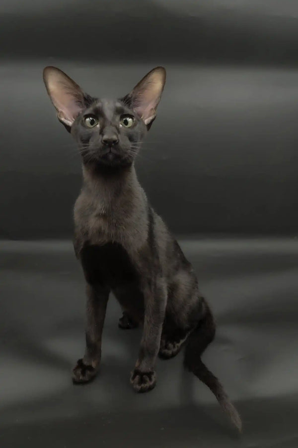 Tobian | oriental shorthair kitten