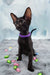 Tobian | oriental shorthair kitten