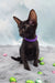 Tobian | oriental shorthair kitten