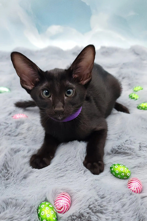 Tobian | oriental shorthair kitten