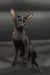 Tobian | oriental shorthair kitten