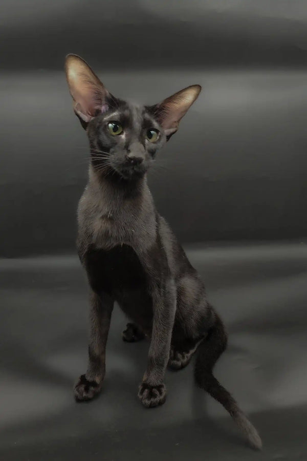 Tobian | oriental shorthair kitten