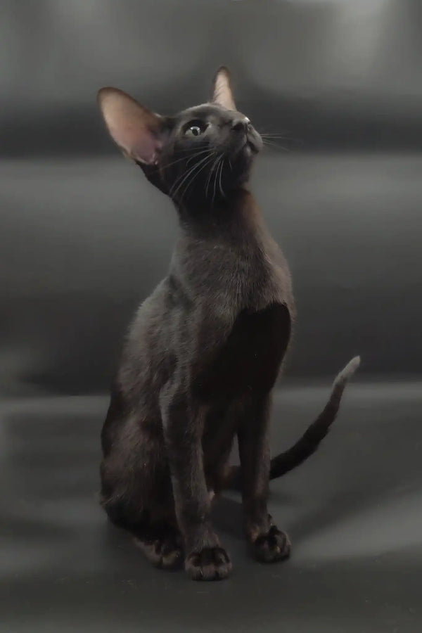 Tobian | oriental shorthair kitten