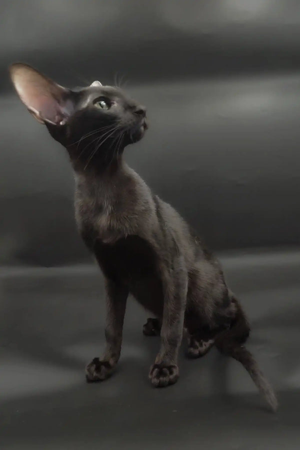 Tobian | oriental shorthair kitten