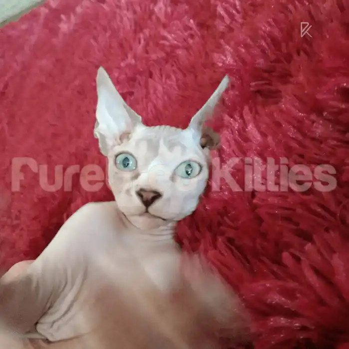 Sphynx Cats and Kittens for Sale Toby | Male Kitten