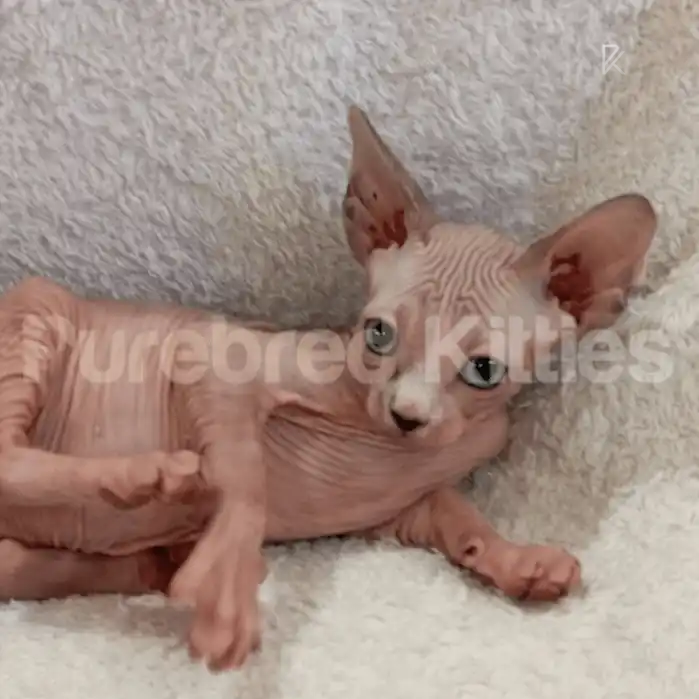 Sphynx Cats and Kittens for Sale Toby | Male Kitten