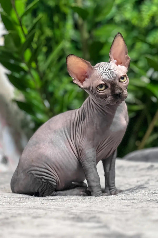 Toby | sphynx kitten