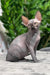 Toby | sphynx kitten