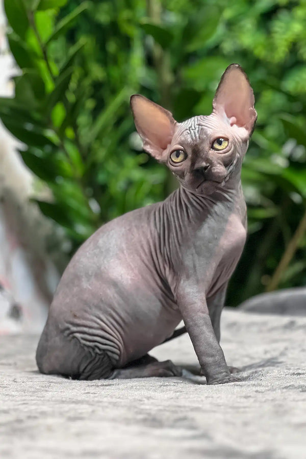 Toby | sphynx kitten