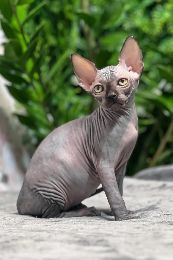 Toby | sphynx kitten
