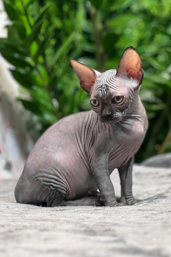 Toby | sphynx kitten