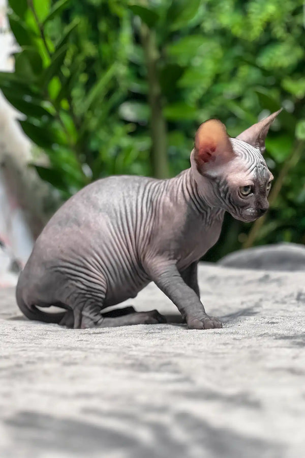 Toby | sphynx kitten