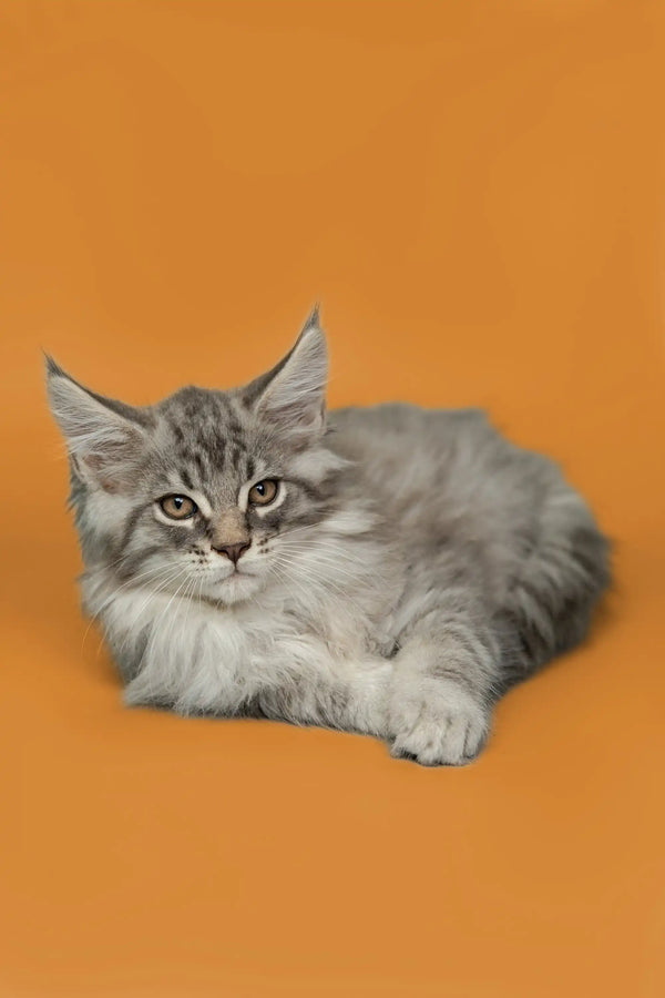 Gray and white long-haired Maine Coon kitten named Tod chilling out