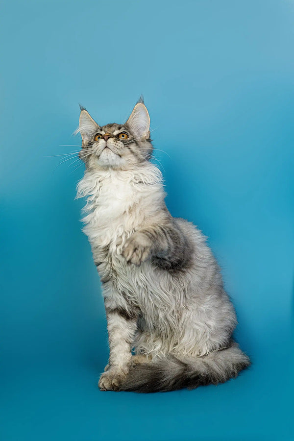 Fluffy gray and white Maine Coon kitten sitting upright and looking up curiously