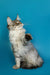 Fluffy Maine Coon kitten posing with paw raised against a cool blue backdrop