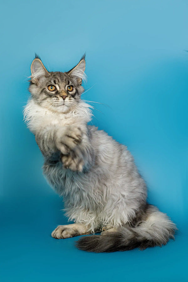 Long-haired gray and white Maine Coon kitten with pointed ears sitting upright