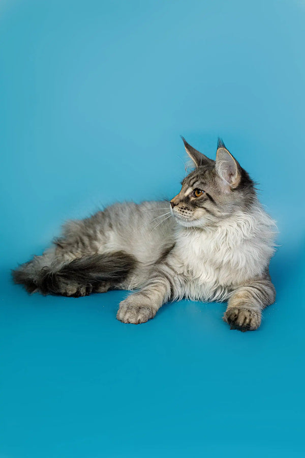 Long-haired tabby Maine Coon kitten lying down with an alert expression