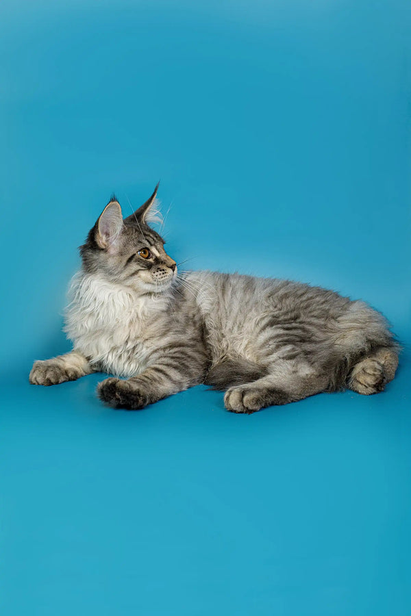 Gray and white Maine Coon kitten, Tod, lounging cutely in a cozy spot