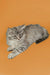 Gray and white striped Maine Coon kitten lying down and looking adorable