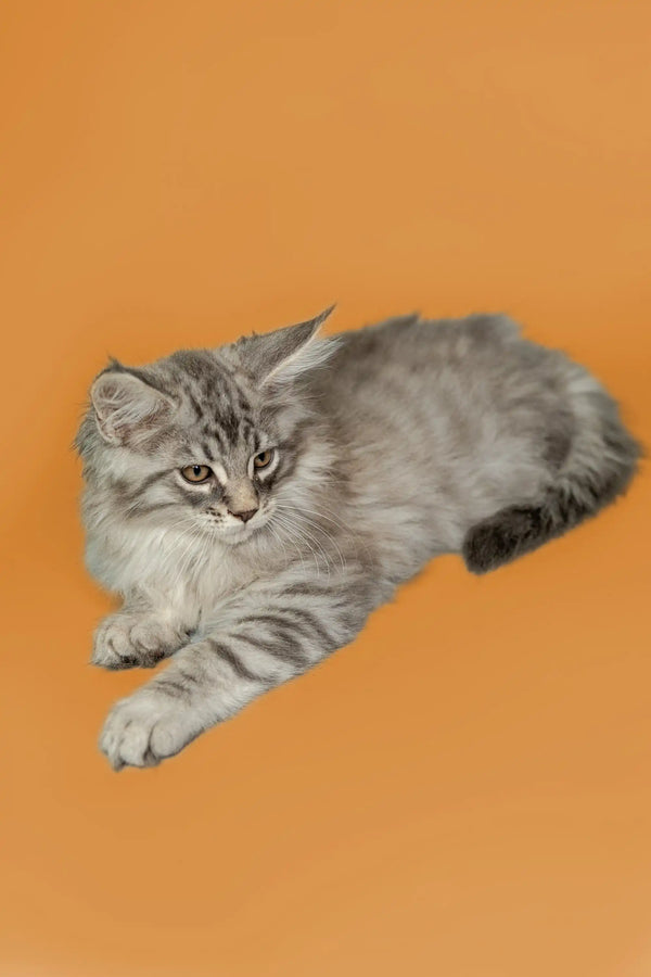 Gray and white striped Maine Coon kitten lying down and looking adorable