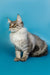 Long-haired gray and white Maine Coon kitten sitting upright, looking adorable