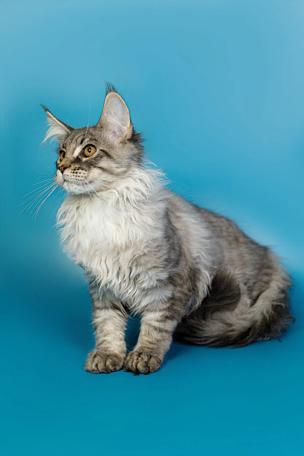 Long-haired gray and white Maine Coon kitten sitting upright, looking adorable