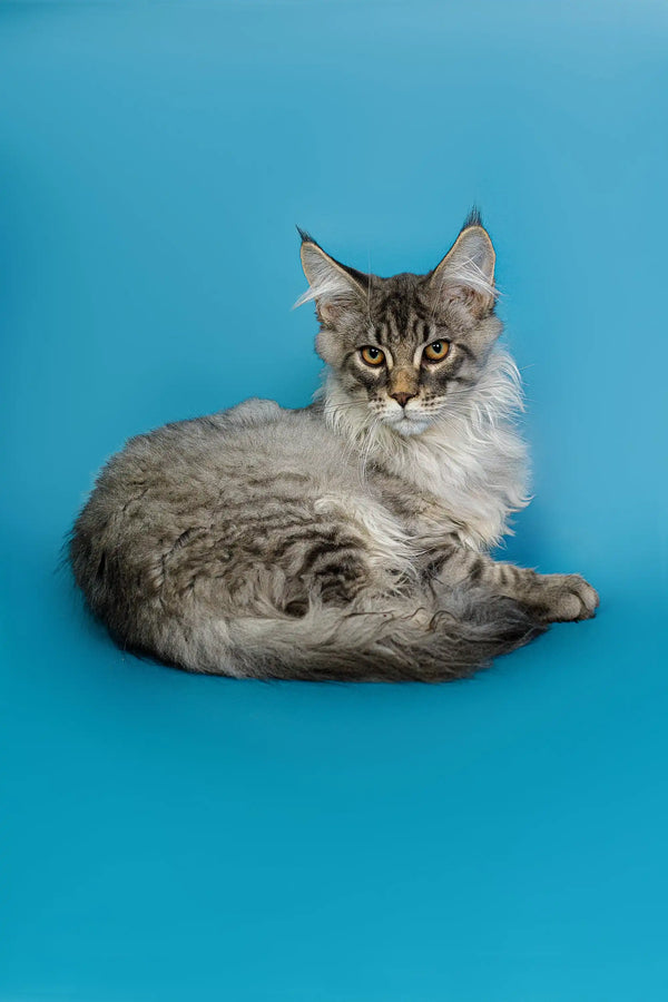 Long-haired gray tabby Maine Coon kitten with alert eyes and tufted ears