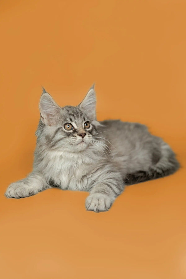Gray and white Maine Coon kitten lying down with a curious, alert expression