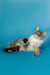 Gray and white Maine Coon cat lounging, perfect for showcasing the Maine Coon kitten