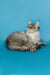 Long-haired gray and white Maine Coon kitten lounging around, perfect for any cat lover