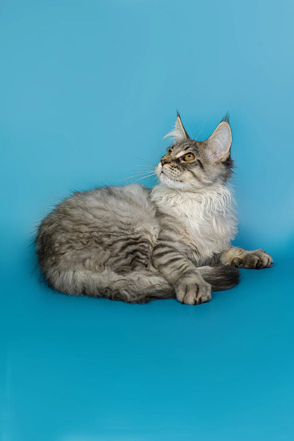 Long-haired gray and white Maine Coon kitten lounging around, perfect for any cat lover