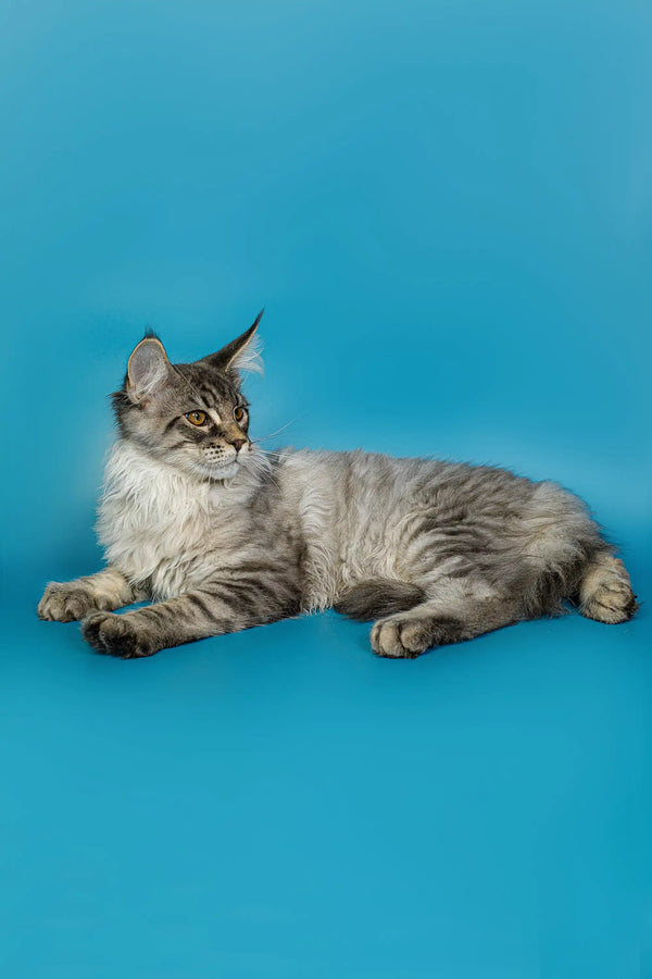 Gray and white long-haired Maine Coon kitten named Tod relaxing on a cozy surface